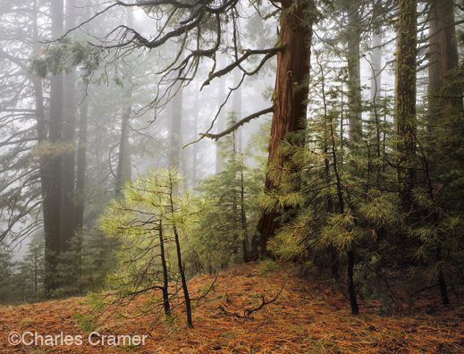 photograph ©Charles Cramer
